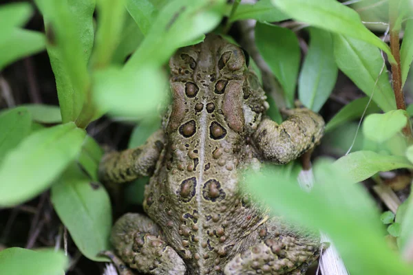 두꺼비의 — 스톡 사진