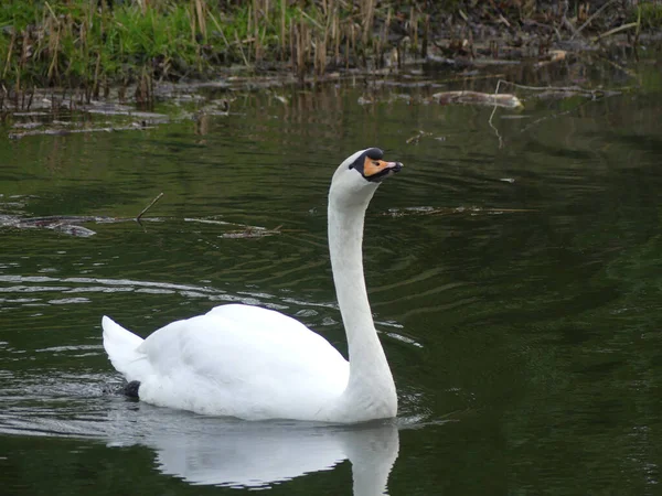 Cygne Muet Solitaire Flottant Dans Étang — Photo