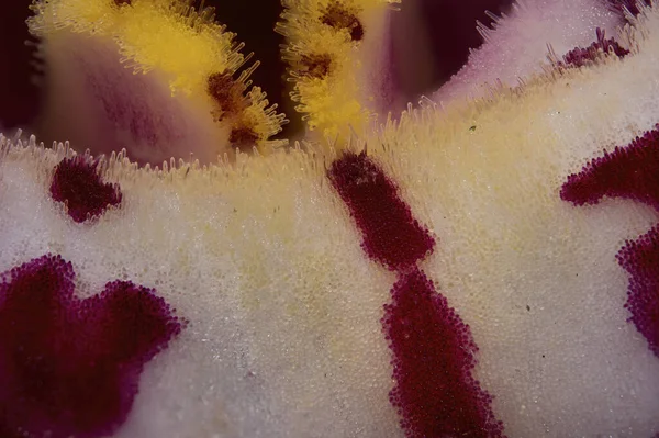 蘭の花の詳細のマクロショット — ストック写真