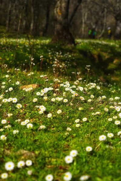 Schöne Weiße Blumen Die Einem Wald Wachsen — Stockfoto