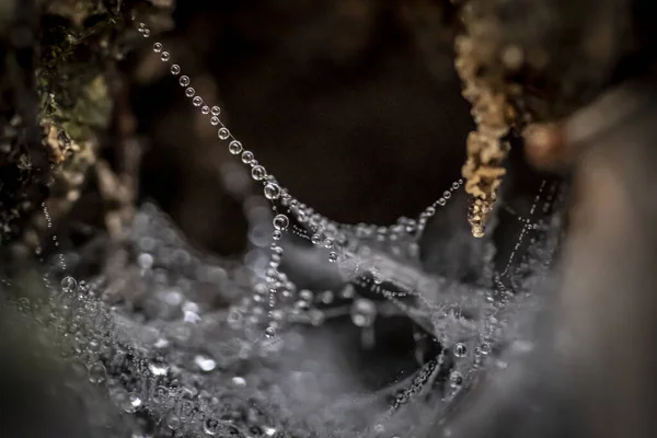 이슬방울 수평으로 매크로 사진을 거미줄 — 스톡 사진