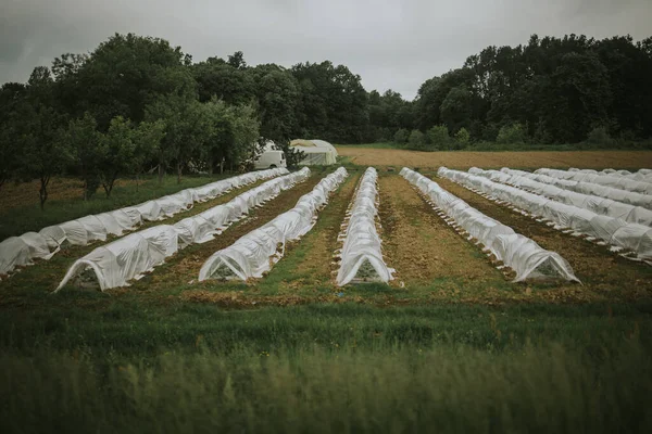 Campo Com Fileiras Baixas Plantas Cobertas Plástico Cultivando Culturas Campo — Fotografia de Stock