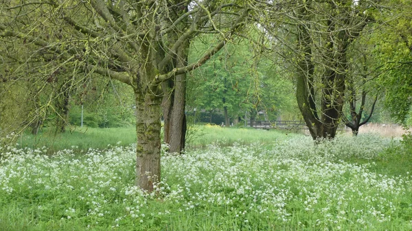 Eine Nahaufnahme Von Wachsenden Bäumen Und Blumen Einem Park — Stockfoto