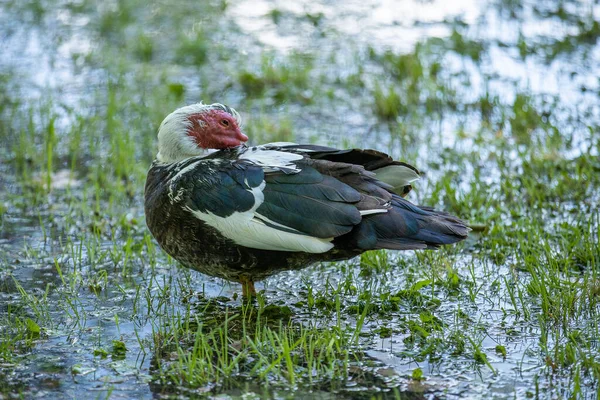 Pato Deitado Grama Lagoa Los Chinescos Aranjuez — Fotografia de Stock