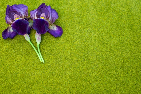 Horní Pohled Duhovky Květiny Zeleném Pozadí — Stock fotografie