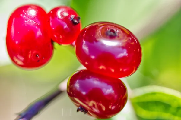 Una Vista Cerca Arbusto Arándano Jardín Día Soleado Sobre Fondo — Foto de Stock