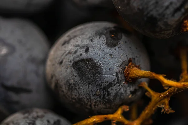 Een Close Shot Van Rijpe Druiven — Stockfoto