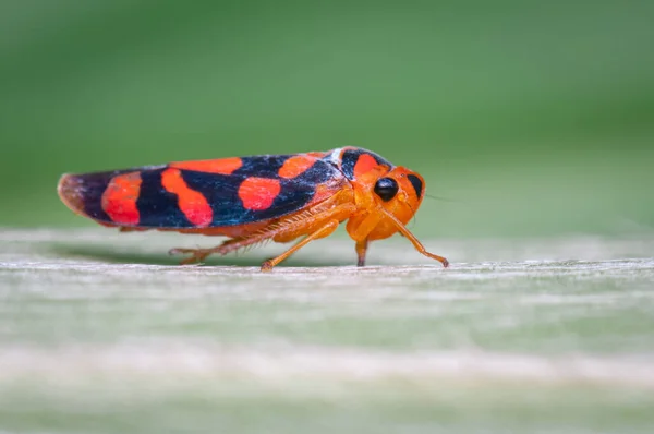 小红虫栖息在绿叶上 来自南美洲的Fauna 哥伦比亚 — 图库照片