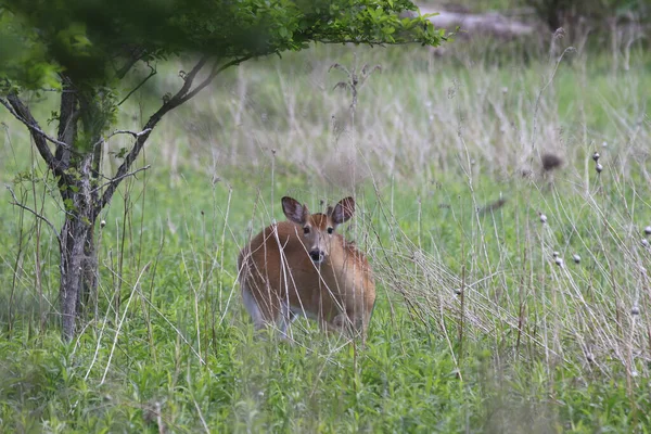 Tagsüber Ein Niedliches Braunes Reh Auf Der Wiese — Stockfoto