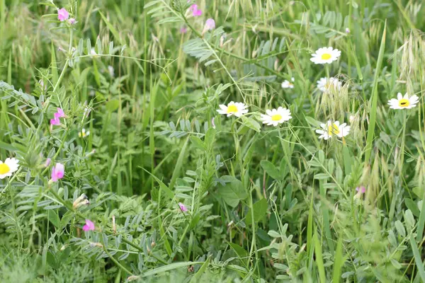 Eine Nahaufnahme Von Gänseblümchen Die Auf Einem Feld Wachsen — Stockfoto