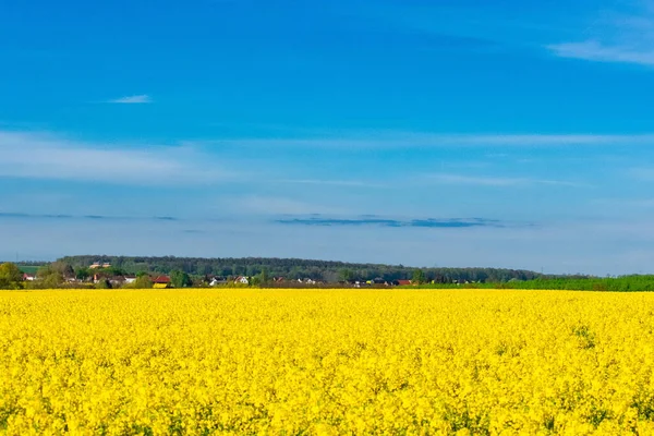 Hermoso Tiro Campo Colza Amarilla Primavera — Foto de Stock