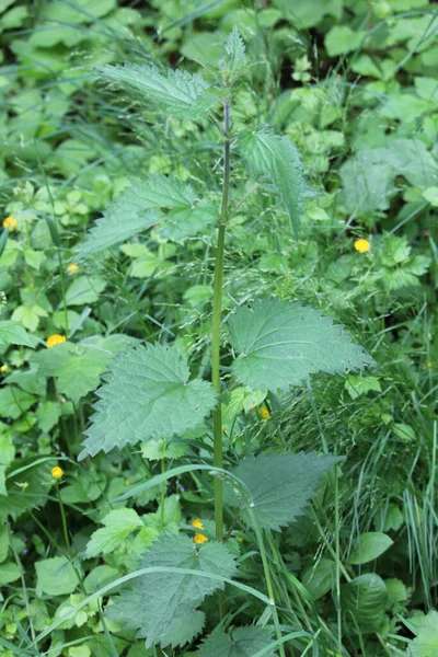 Uma Urtiga Comum Verde Cultivada Jardim — Fotografia de Stock