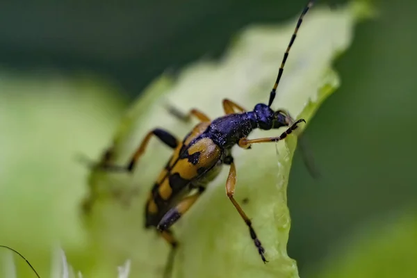 Gros Plan Une Longhorn Tachetée Sur Une Feuille Dans Champ — Photo