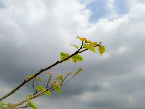 Närbild Skott Ett Träd Gren Med Unga Blad Och Molnig — Stockfoto