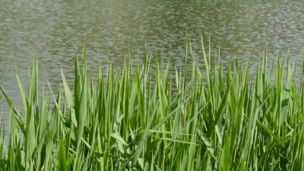 Groen Gras Met Dauwdruppels Grond — Stockvideo