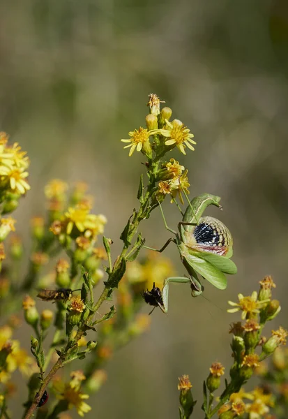 Closeup Shot Honeybees Flower — Stock Photo, Image