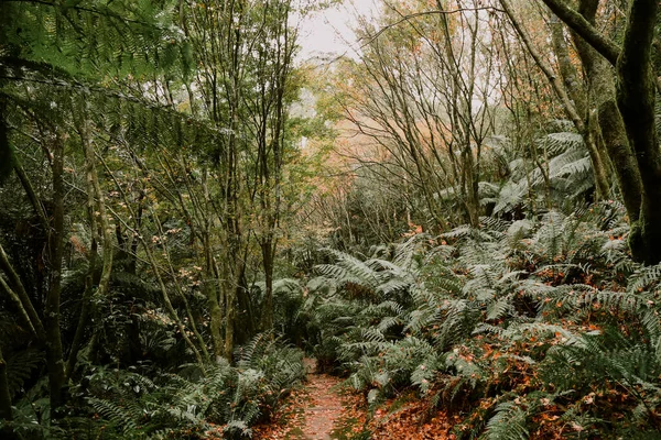 Närbild Ett Landskap Med Träd Och Gröna Växter Hösten — Stockfoto