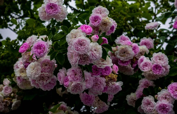 Uma Bela Vista Flores Roxas Folhas Que Crescem Jardim — Fotografia de Stock