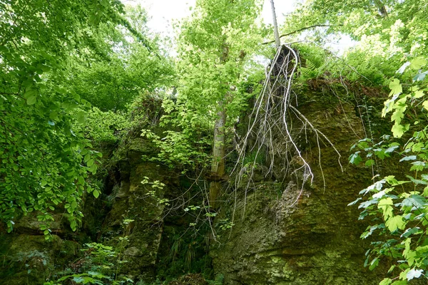 Plan Aléatoire Dans Une Forêt Verte — Photo