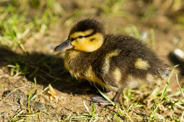 Primo Piano Germano Reale Anatroccolo Con Piumino Giallo Nero Nidiata — Foto Stock