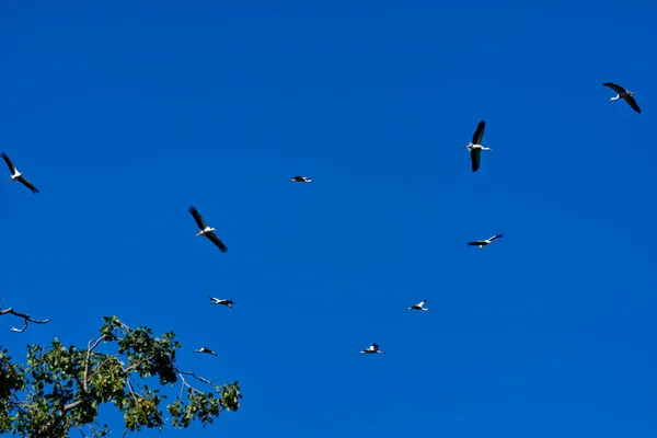 Troupeau Oiseaux Volant Dans Ciel Bleu Clair — Photo
