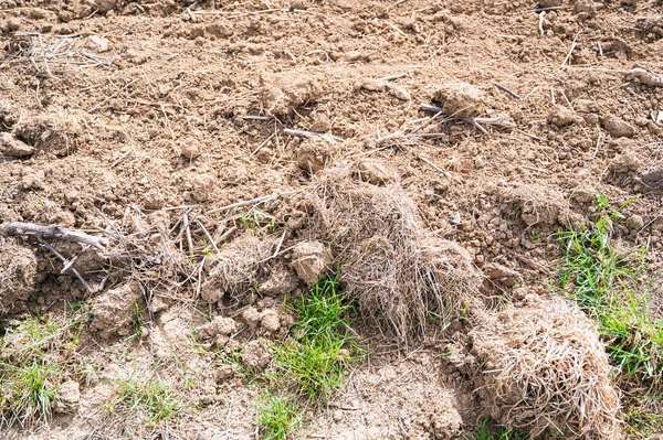 Zbliżenie Ujęcia Dużych Skał Kamieni Błocie — Zdjęcie stockowe