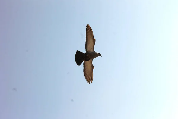 Plan Angle Bas Pigeon Volant Dans Ciel Bleu — Photo