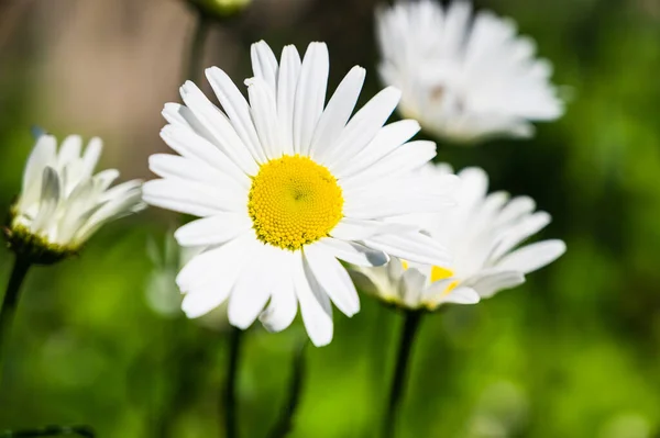 Eine Nahaufnahme Blühender Gänseblümchen Auf Einer Wiese — Stockfoto