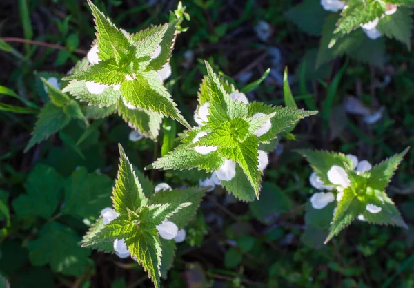 Colpo Sopraelevato Piante Bianche Ortica Morta Che Crescono Giardino — Foto Stock