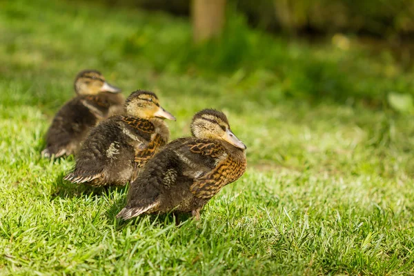 Close Três Patinhos Reais Com Penas Amarelas Pretas Campo Gramado — Fotografia de Stock