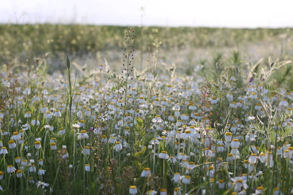 Ein Schönes Feld Von Kamillen — Stockfoto