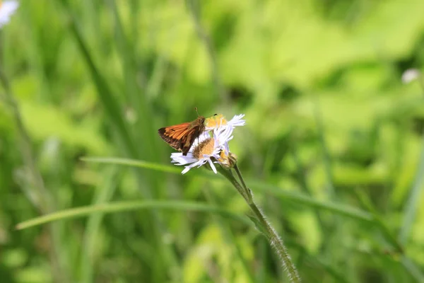 Nahaufnahme Eines Kleinen Schmetterlings Auf Dem Gänseblümchen — Stockfoto