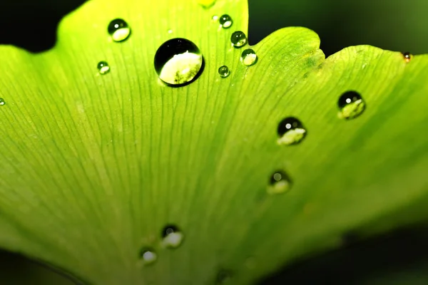 Макрознімок Зеленого Листа Краплями Води — стокове фото