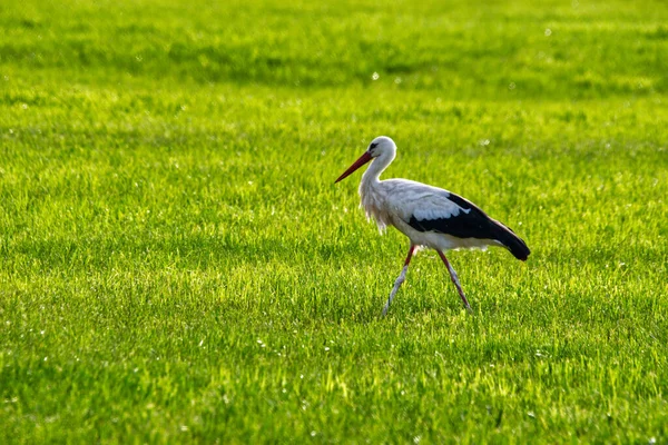 Foco Superficial Uma Cegonha Andando Campo Verde — Fotografia de Stock