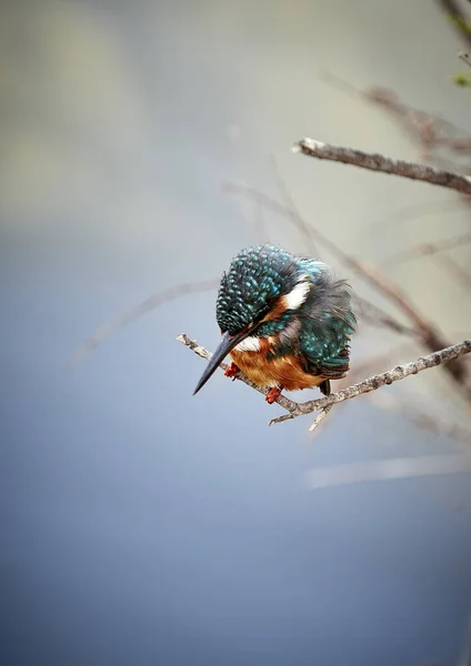 Een Close Shot Van Martin Pescador — Stockfoto