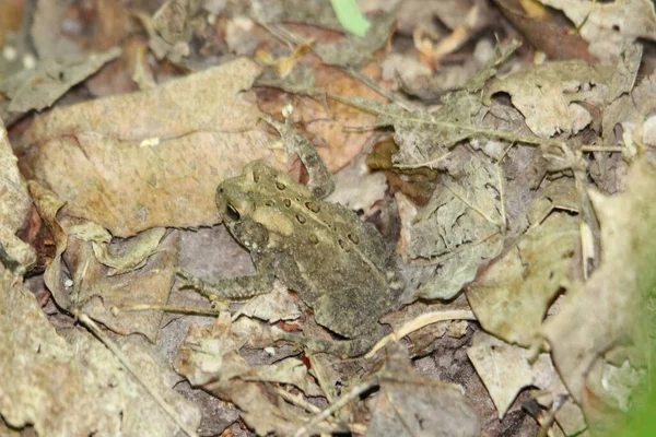 나뭇잎 개구리의 — 스톡 사진