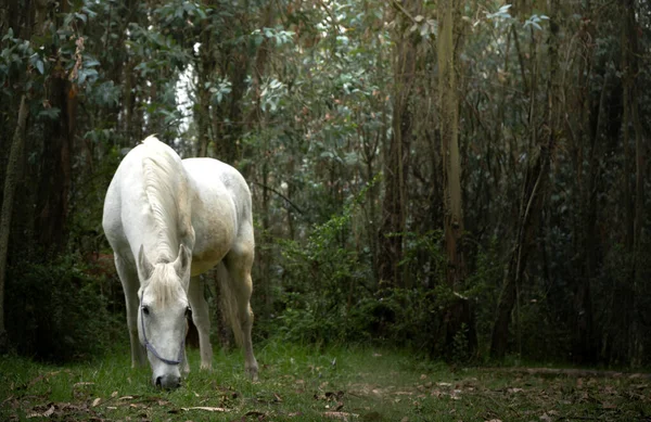 Beautiful White Horse Eating Grass Int Gloomy Forest Spring Day — Stock Photo, Image