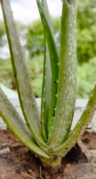 インドビジャヤプラ 2021年6月3日 自家栽培アロエベラの鉢物 — ストック写真