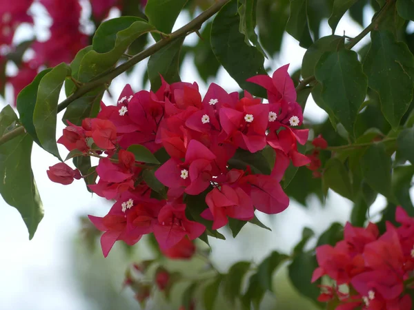 Closeup Blooming Bright Pink Bougainvillea Flowers — Stock Photo, Image