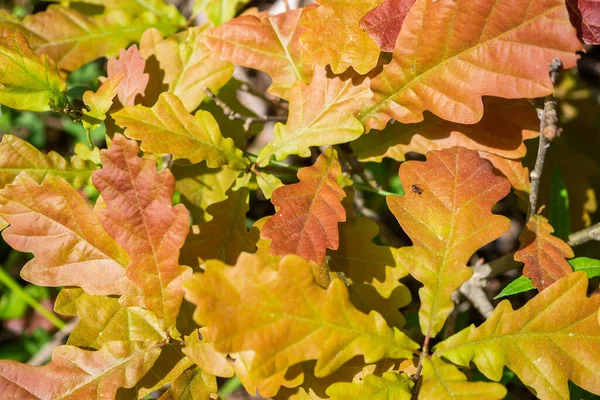 Primer Plano Hojas Roble Otoño —  Fotos de Stock