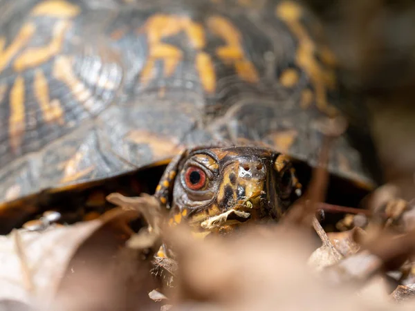 눈으로 거북이의 선택적 — 스톡 사진