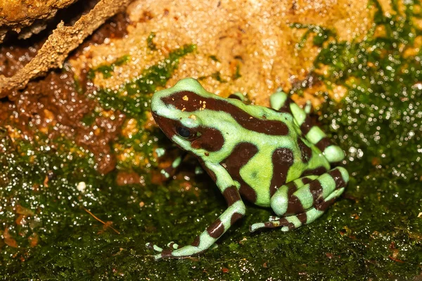 コスタリカの熱帯雨林における緑と黒の毒のダーツカエルの閉鎖 — ストック写真