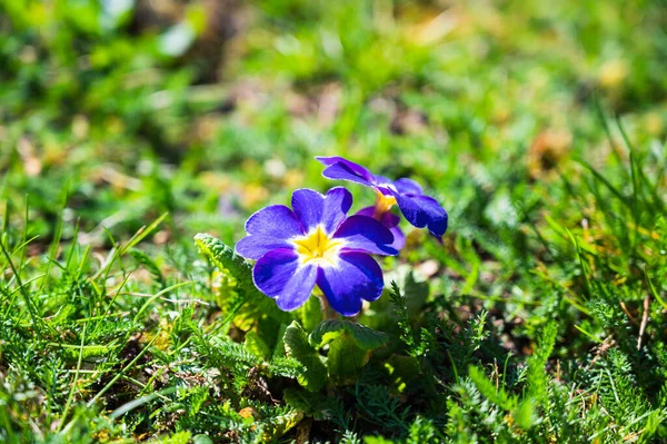 Closeup Shot Blooming Violet Primrose Flowers Royalty Free Stock Photos