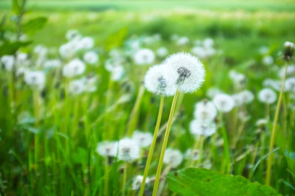 Closeup Shot Blowballs Growing Green Fie — Stock Photo, Image