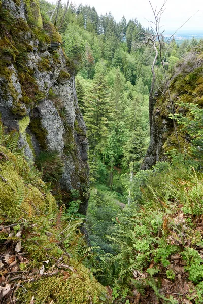 Tiro Vertical Uma Floresta Verde — Fotografia de Stock