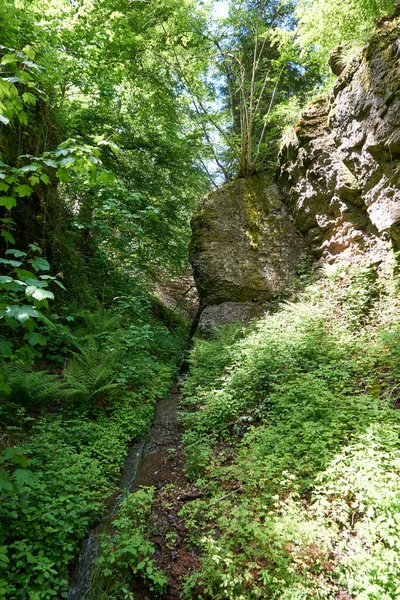 Buen Tiro Bosque Verde — Foto de Stock