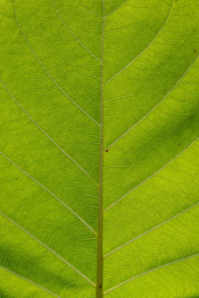 Macro Green Leaf Details Texture Vertical Shot — Stock Photo, Image