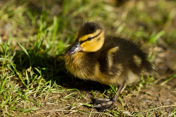 Closeup Mallard Duckling Yellow Black Feathers — Stock Photo, Image