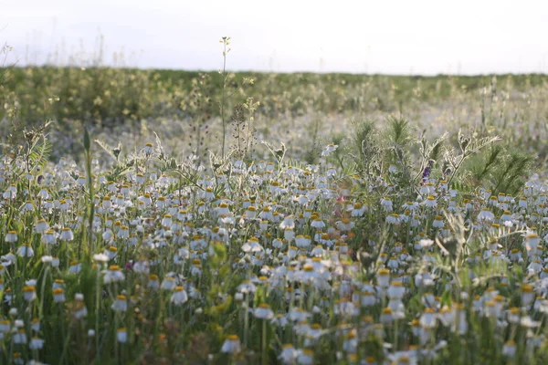 Ein Schönes Feld Von Kamillen — Stockfoto