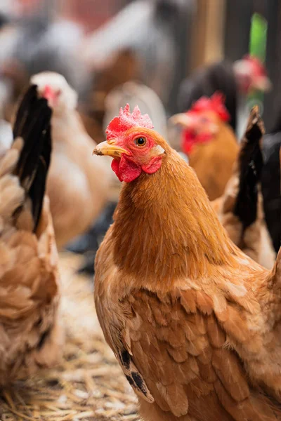 Primo Piano Pollo Con Altri Polli Azienda — Foto Stock